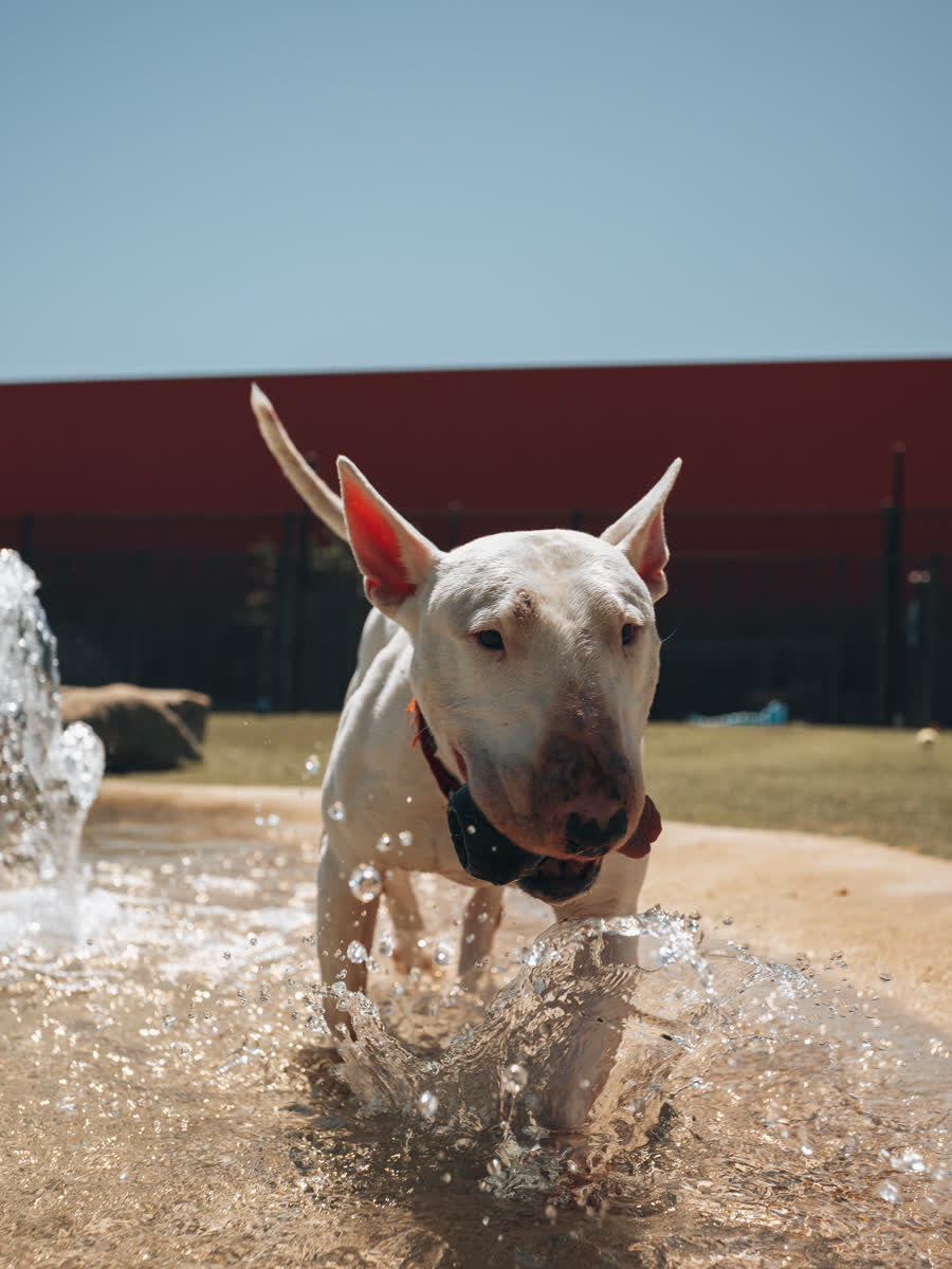 Bull terrier charging through a spray of water in the yard